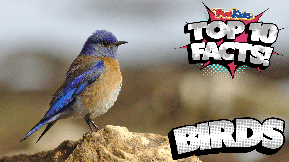 Top 10 Facts About Birds! - Fun Kids - the UK's children's radio station
