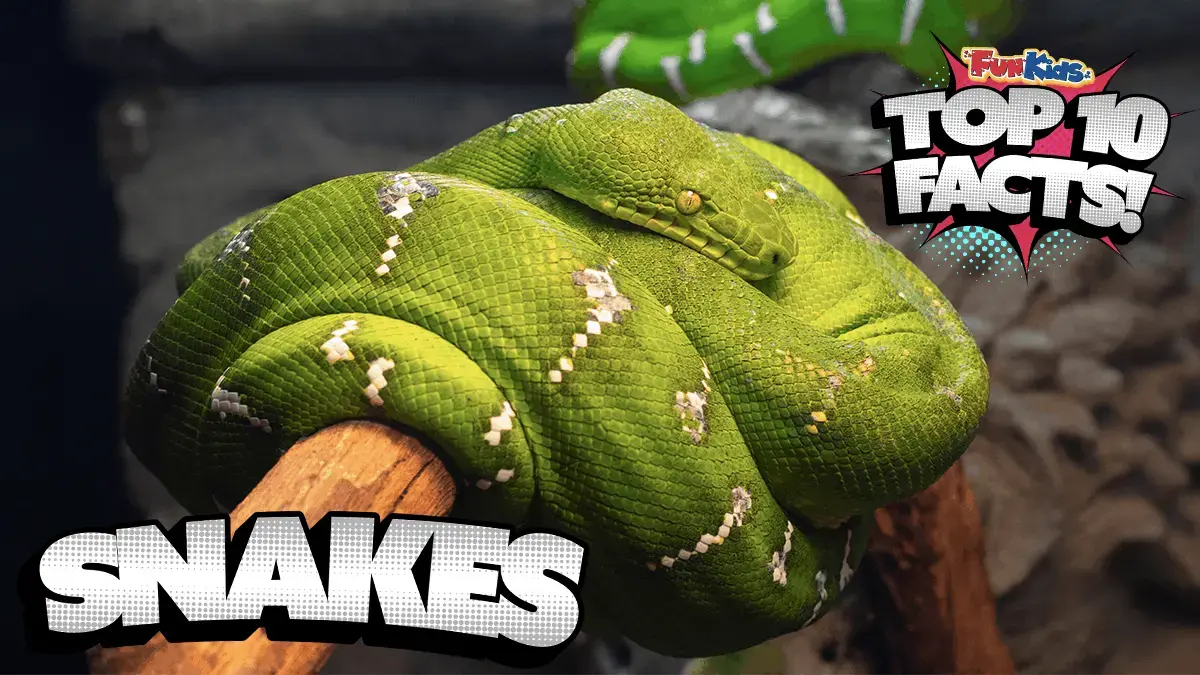 Top 10 Facts About Snakes!