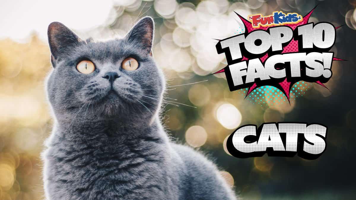 Cats: 101 Amazing Facts about Kittens & Cats