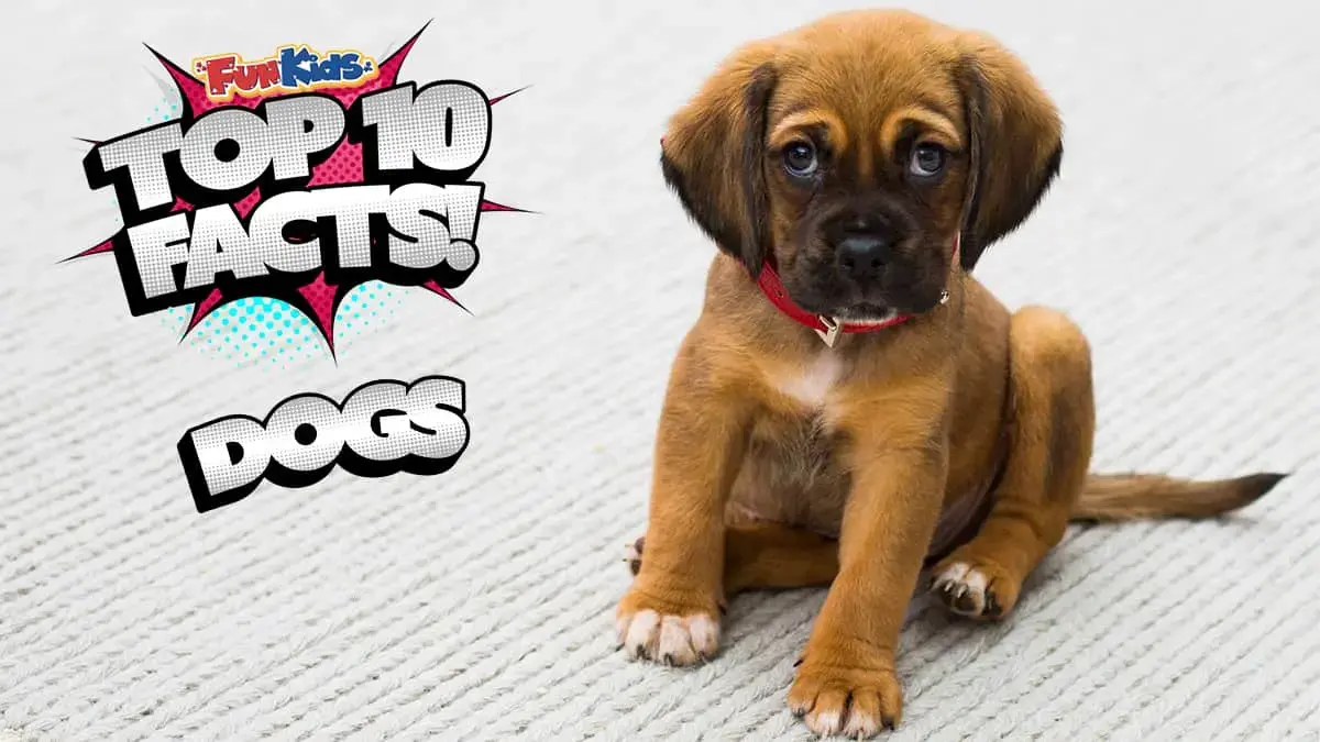 Top 10 Facts About Dogs!