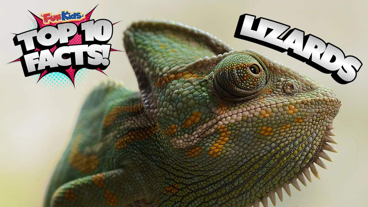 Top 10 Facts About Lizards! - Fun Kids - the UK's children's radio station
