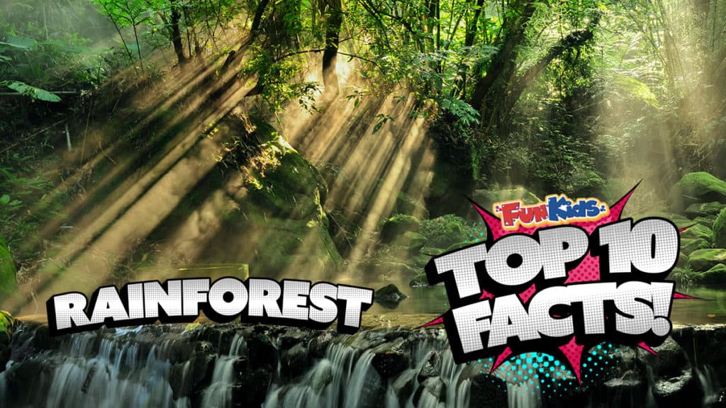 Top 10 Facts About the Rainforest! Fun Kids the UK's children's