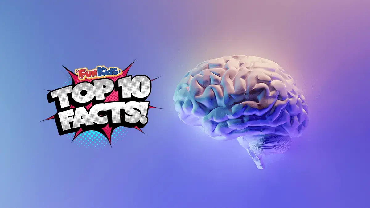 Top 10 Facts About Brains!
