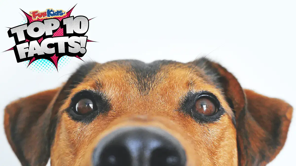 Top 10 Facts About Pets!