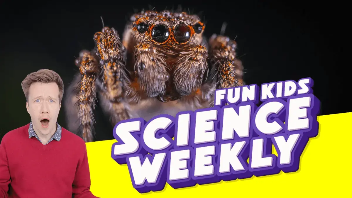 Spiders Falling From The Sky?!