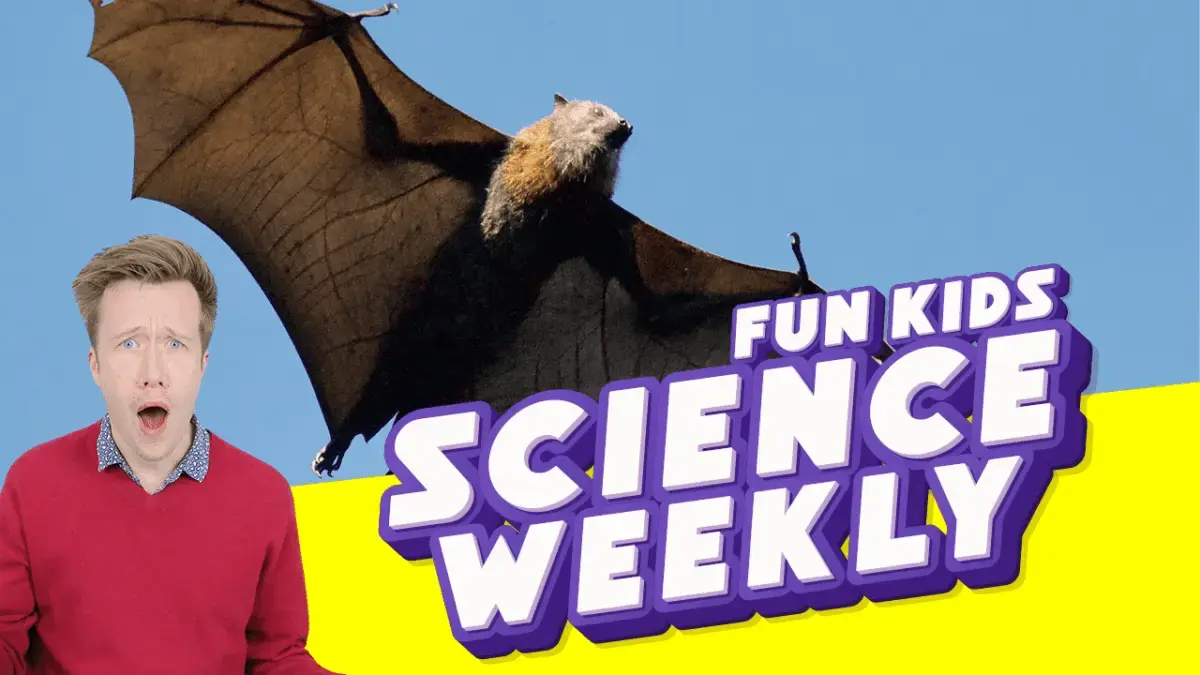 Why Are We Putting Bats in Recording Studios?