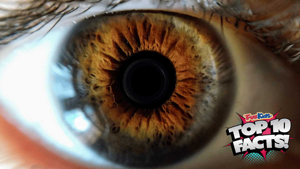 Top 10 Facts About Eyes! Fun Kids the UK's children's radio station