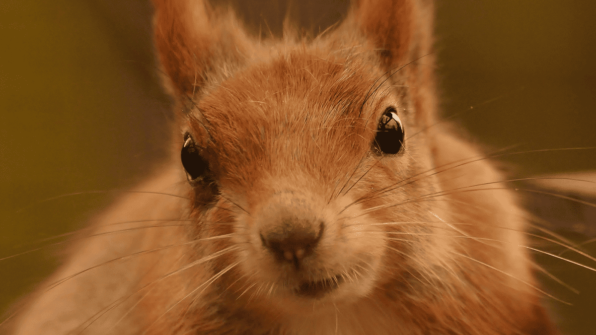 Walton Hall and Gardens Fun Kids the UK's children's radio station