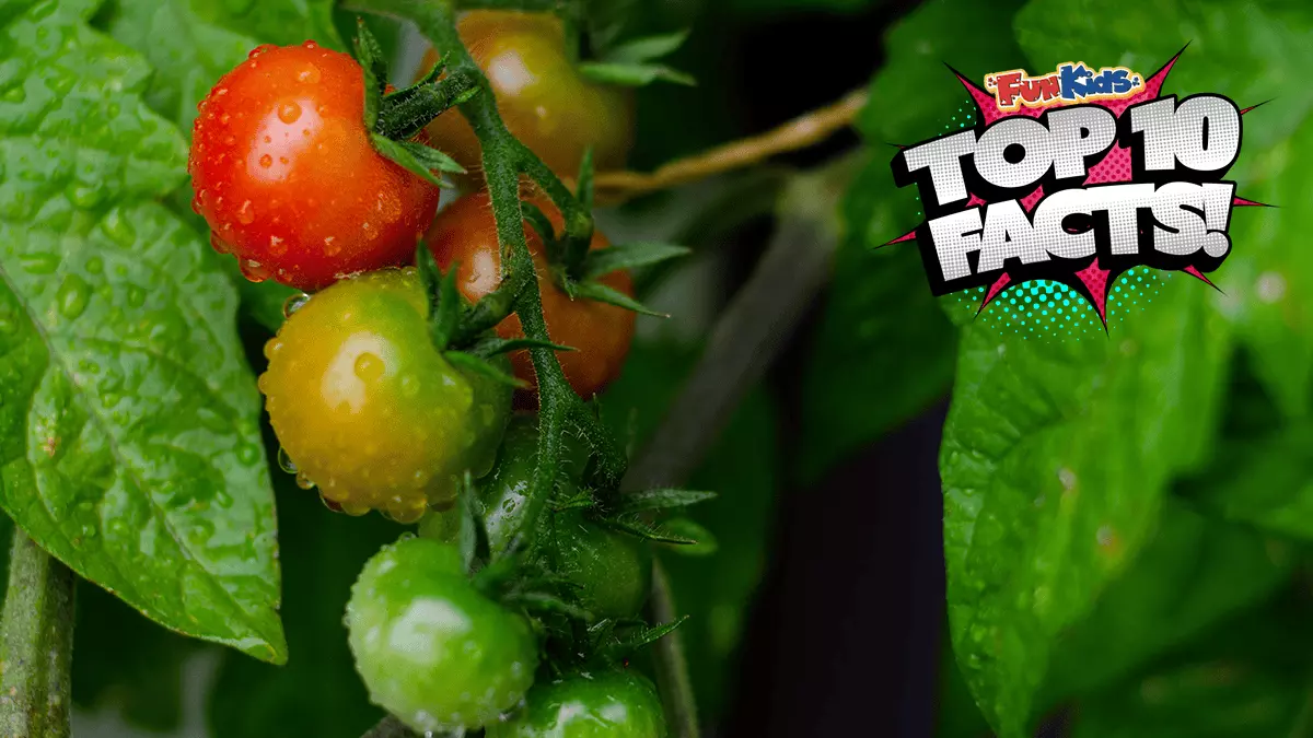 Top 10 Facts About Growing Tomatoes!
