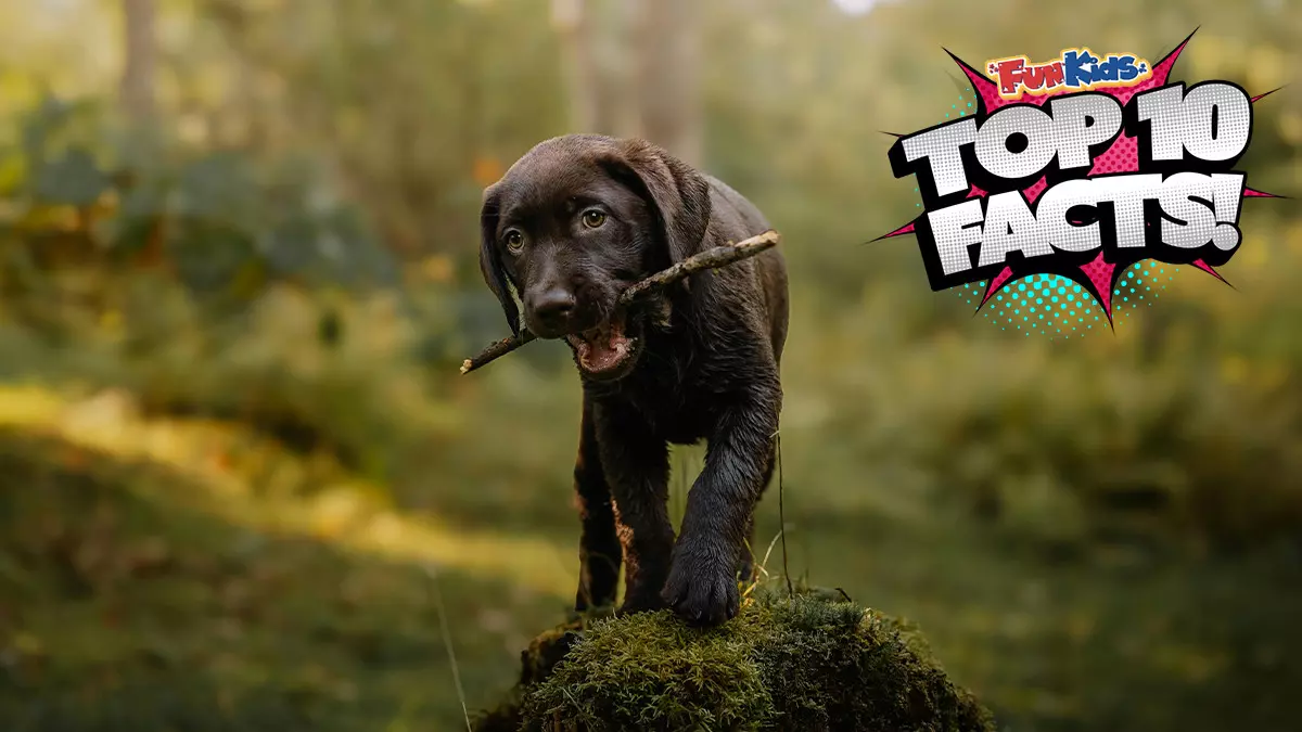 Top 10 Facts About Labradors!