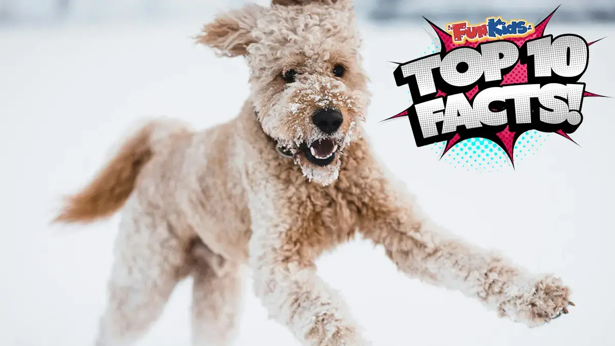 Top 10 Facts About Labradoodles!