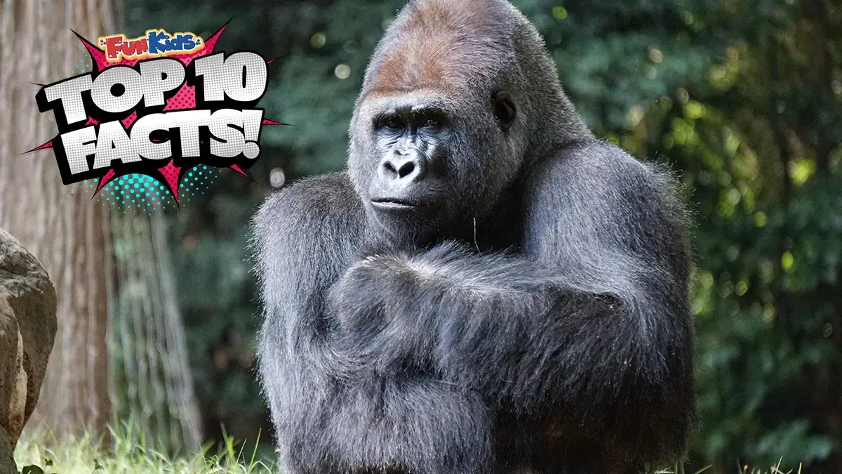 Top 10 Facts About Gorillas!