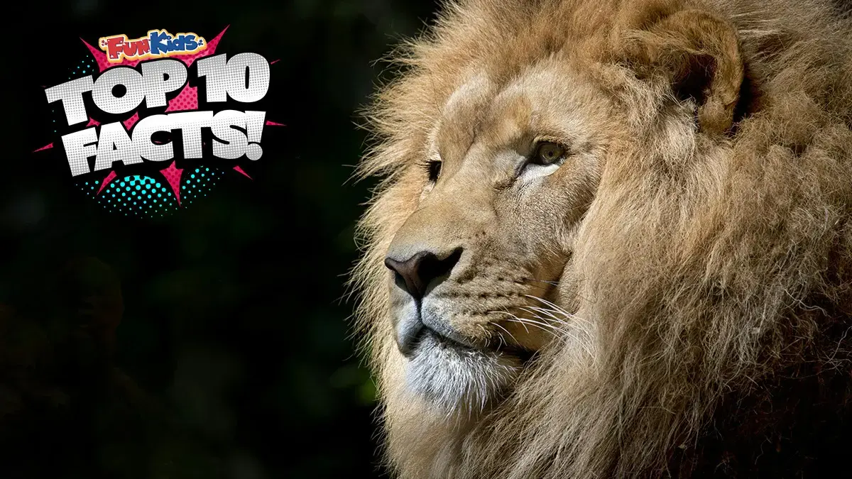 Top 10 Facts About Lions!