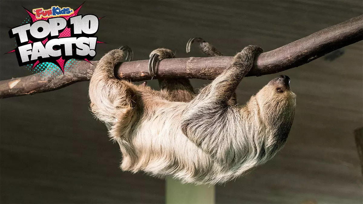 Top 10 Facts About Sloths!