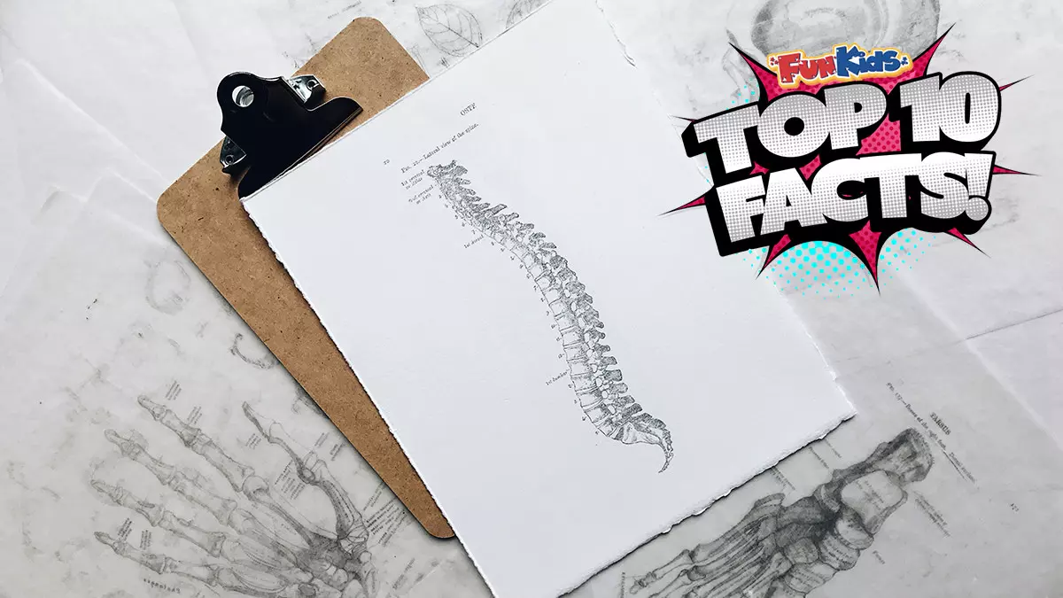 Top 10 Facts About the Human Spine!