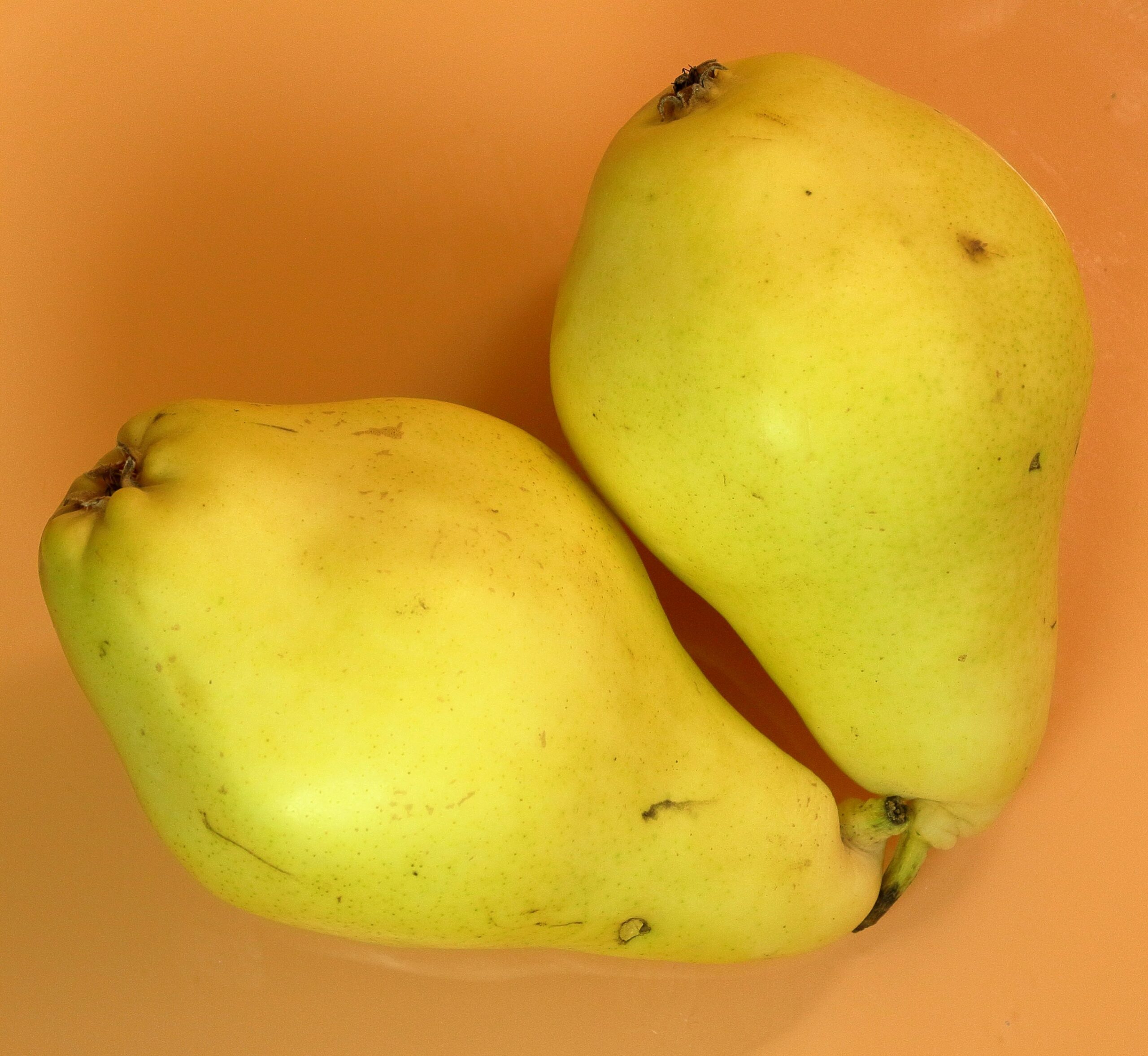 Everything you need to know about… Apples and Pears - Fun Kids 