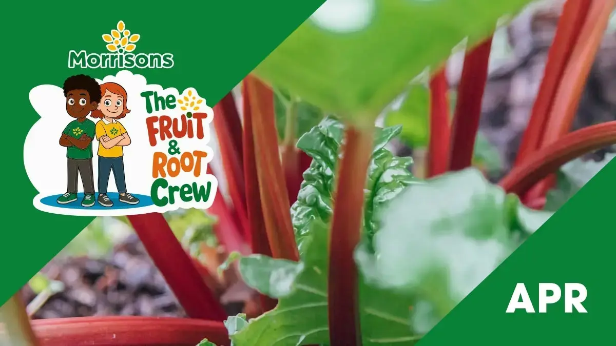 Everything you need to know about… Rhubarb