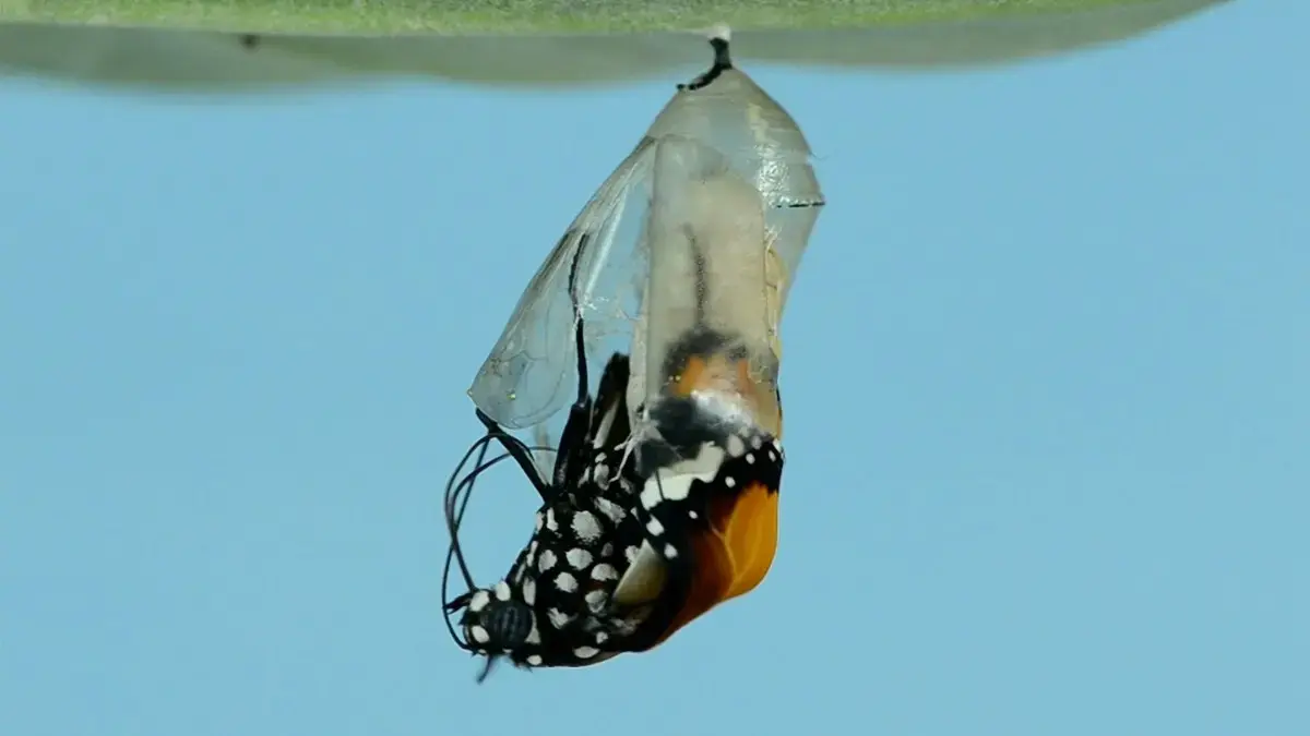 A monarch butterfly climbing out of its chrysalis under a leaf