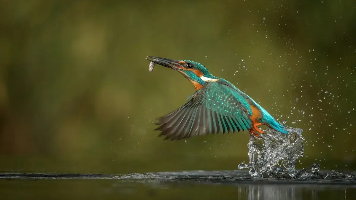 A kingfisher flying out of the water with a fish in its beak